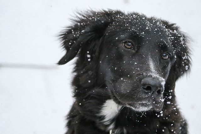 Hund i sne