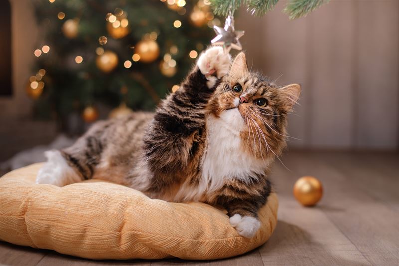 Kat leger med juletrspynt
